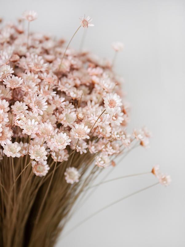 Гликсия сухоцвет светло розовая 🌸 — цена 120 грн в каталоге ...