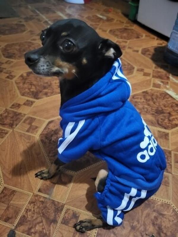 Adidas for dog 2025