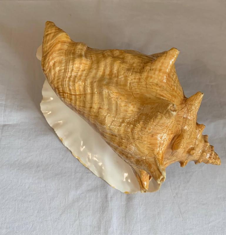 Большая морская раковина куба — ціна 1000 грн у каталозі Статуетки ...