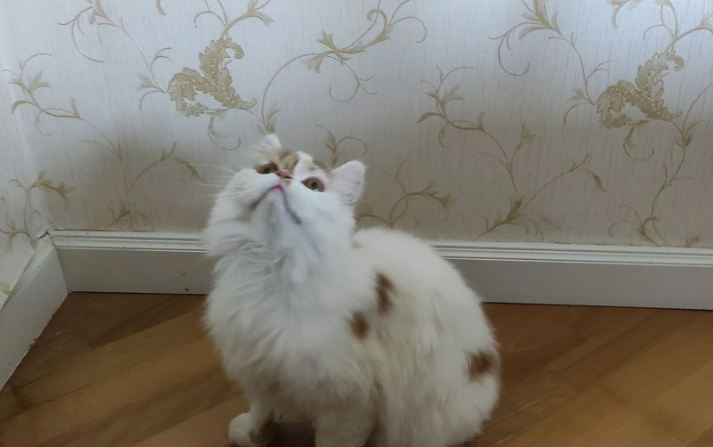 Скотиш-страйт , 10 месяцев — цена 1500 грн в каталоге Коты Купить ...