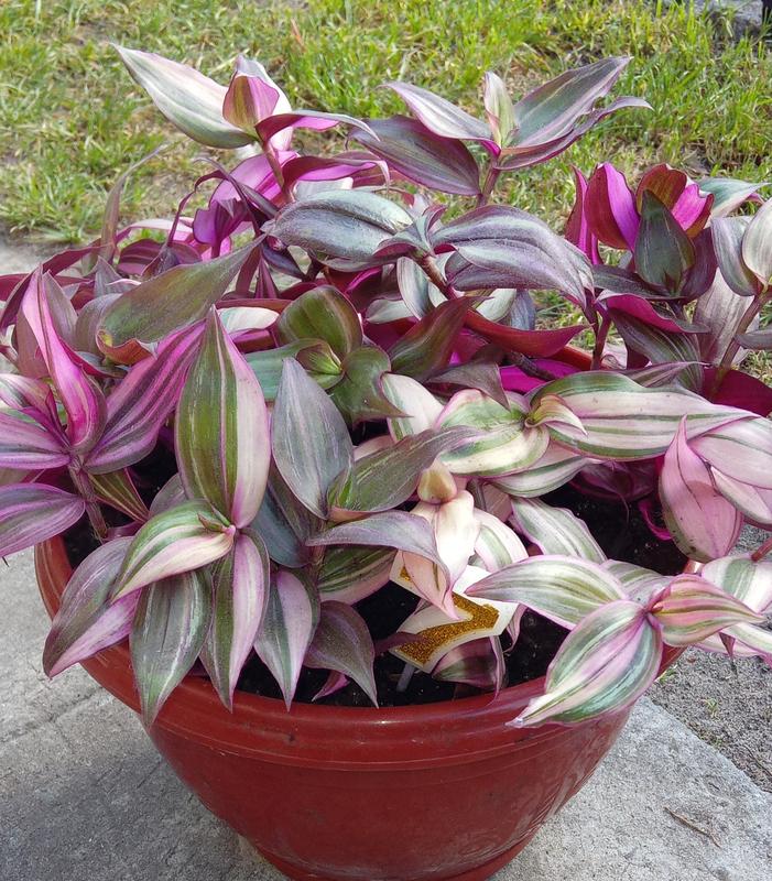 Анальды секстен кейінгі фотолар