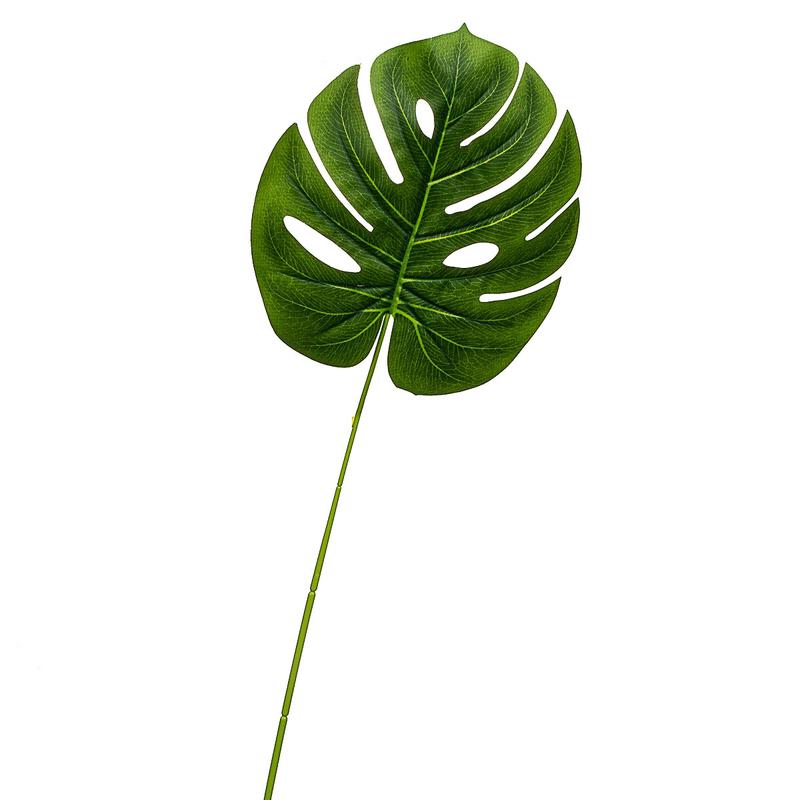 Сатин премиум с листьями монстеры. Монстера ланиата. Ковер лист монстеры. Монстера жилкование. Зелень тропиков.